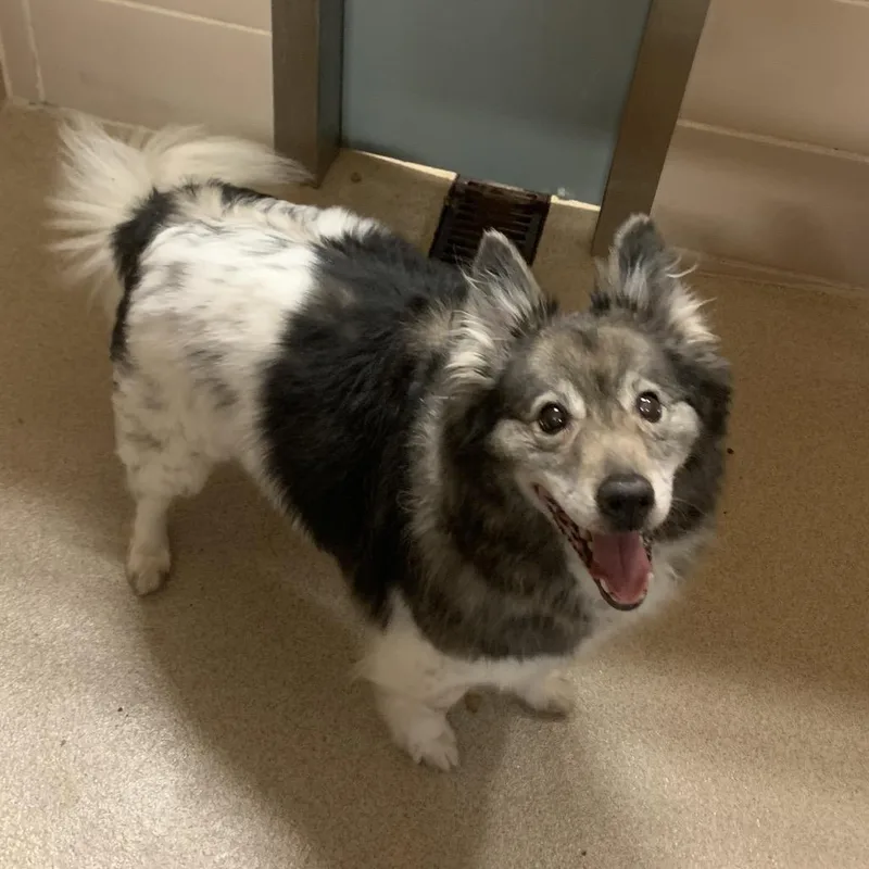 A senior small-sized female Black Mixed Breed dog named Suzanna for adoption in Waukesha, WI