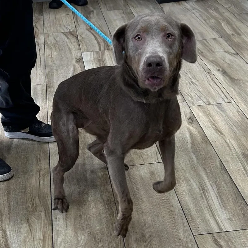 An adult small-sized female Gray / Blue / Silver Weimaraner dog named Tortellini for adoption in Newark, NJ