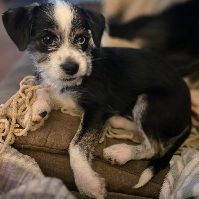 A baby small-sized male Black Terrier dog named Rocky for adoption in Anderson, SC