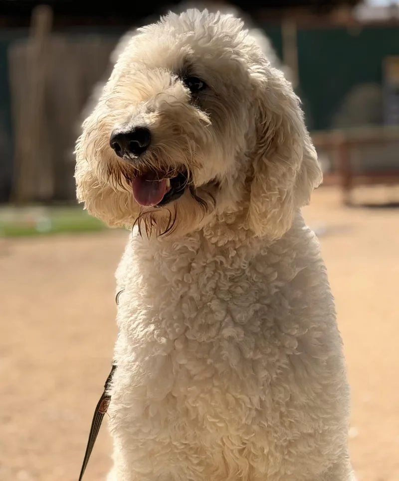 A young large-sized male Labradoodle dog named Moose for adoption in Oakland, CA