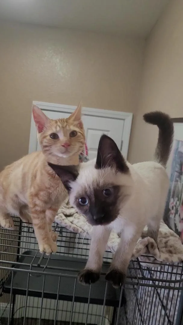 A baby small-sized female Seal Point Siamese cat named Ember & Smores for adoption in Escalon, CA