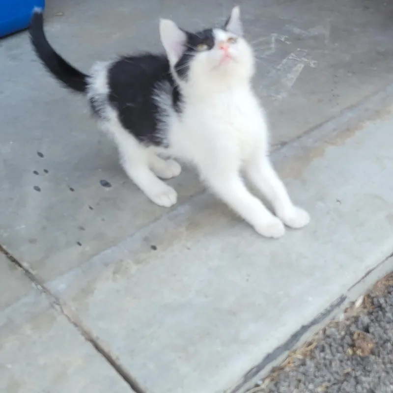 A baby medium-sized female Black & White / Tuxedo Domestic Short Hair cat named Laverne for adoption in Racine, WI
