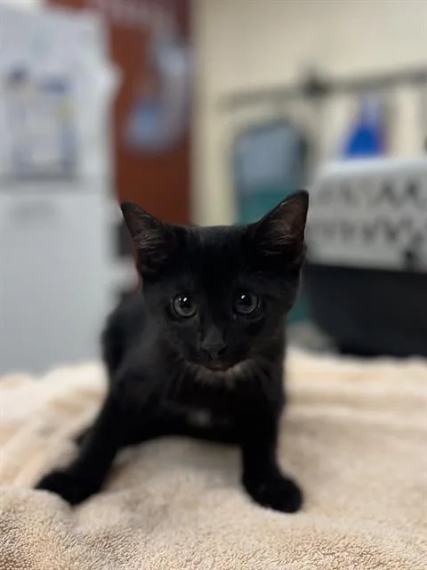 A baby small-sized female Domestic Short Hair cat named Sienna for adoption in Aliquippa, PA