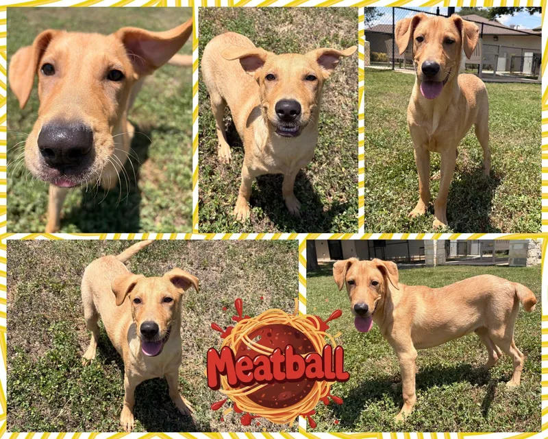 A young medium-sized male Yellow / Tan / Blond / Fawn Labrador Retriever dog named Meatball for adoption in Universal City, TX