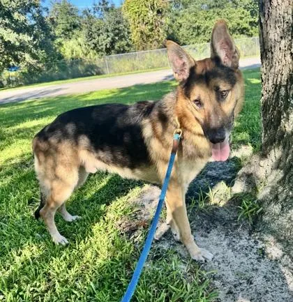 An adult large-sized male German Shepherd Dog dog named Jaeger for adoption in Vero Beach, FL