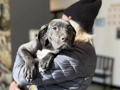 A baby small-sized female Mixed Breed dog named Hinata for adoption in West Chester, PA