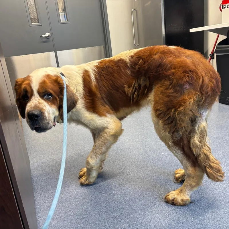 An adult extra large-sized male Yellow / Tan / Blond / Fawn Saint Bernard dog named Lil Guy for adoption in St Joseph, MO