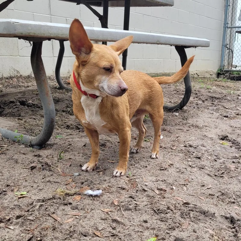 An adult small-sized male Yellow / Tan / Blond / Fawn Mixed Breed dog named Flash for adoption in Englewood, FL