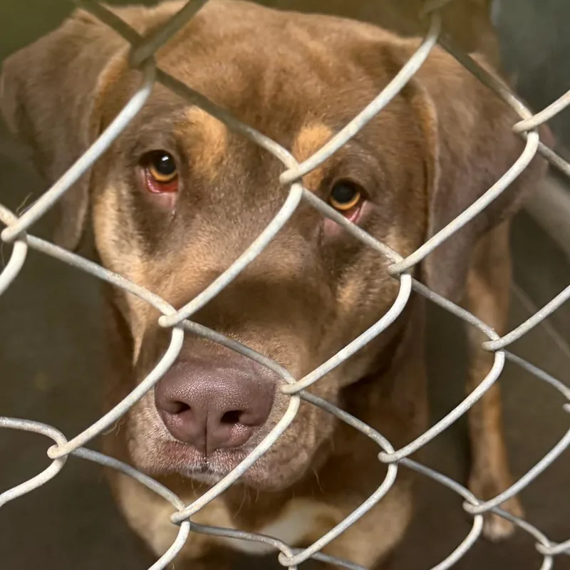 An adult large-sized female Brown / Chocolate Redbone Coonhound dog named Ruby for adoption in Carlin, NV