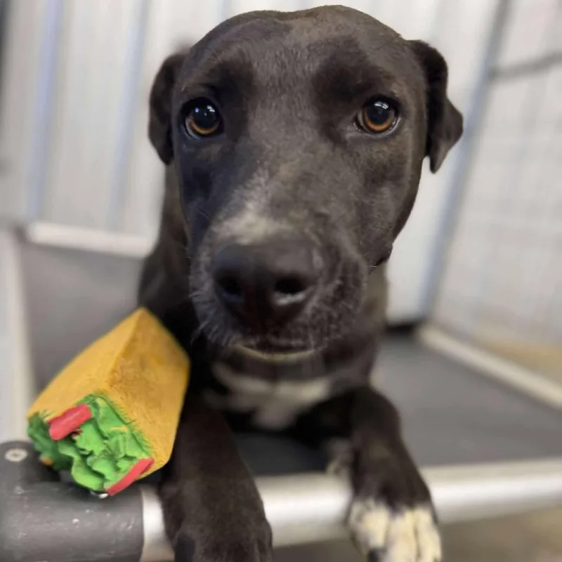 An adult medium-sized female Black Mixed Breed dog named Indie for adoption in Parrish, AL