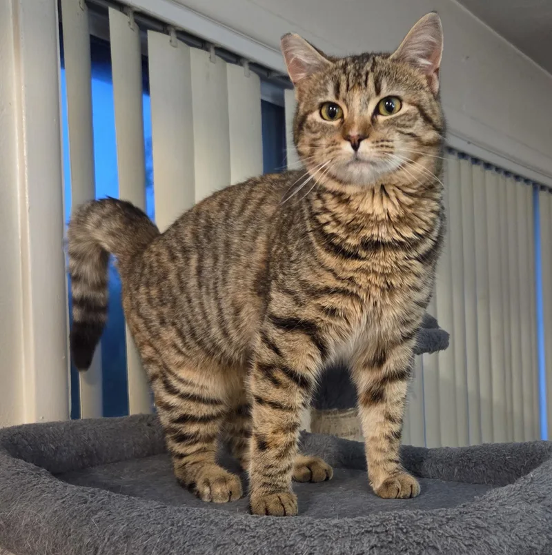 An adult medium-sized female Torbie Domestic Short Hair cat named Biscuit Belle for adoption in Silverton, OR