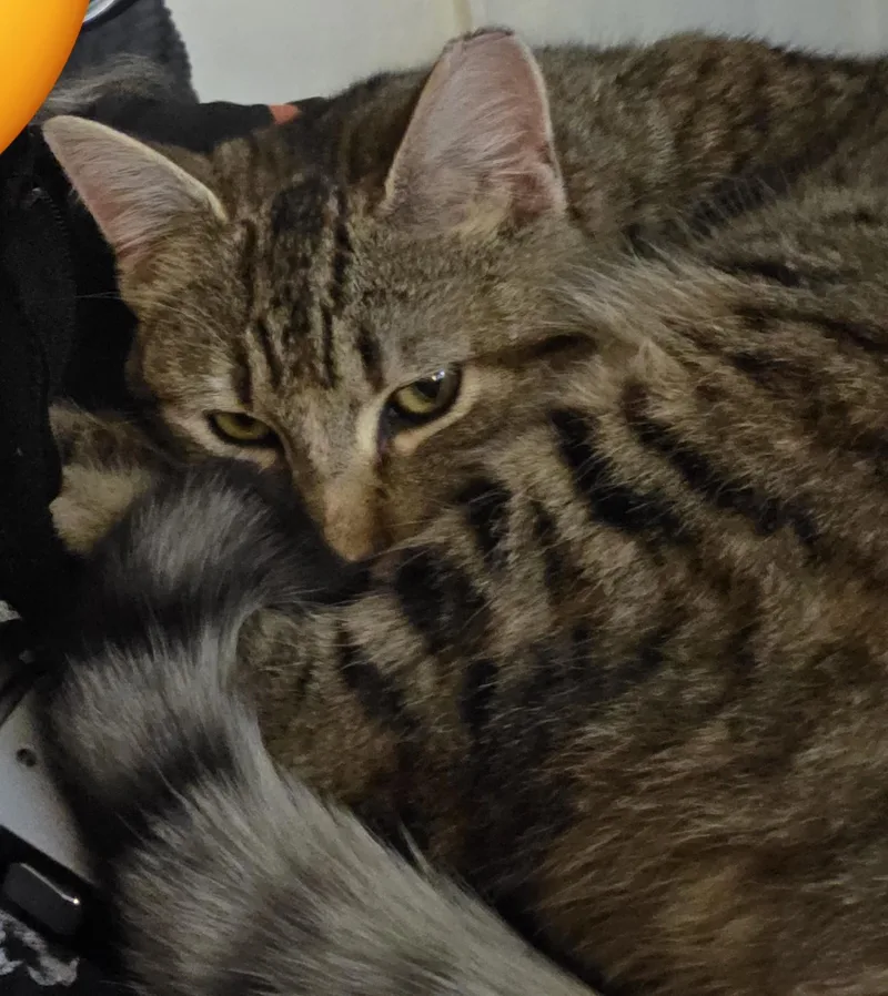 Biscuit Belle thumbnail 4