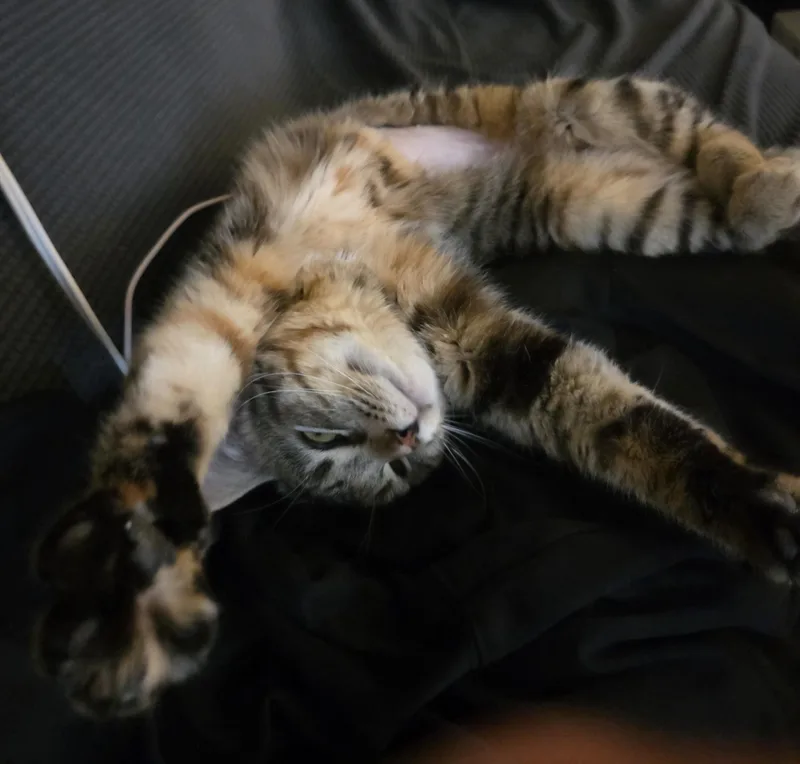 Biscuit Belle thumbnail 5