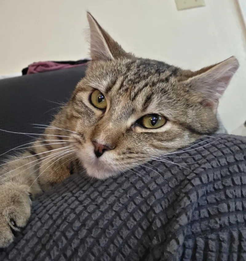 Biscuit Belle thumbnail 6