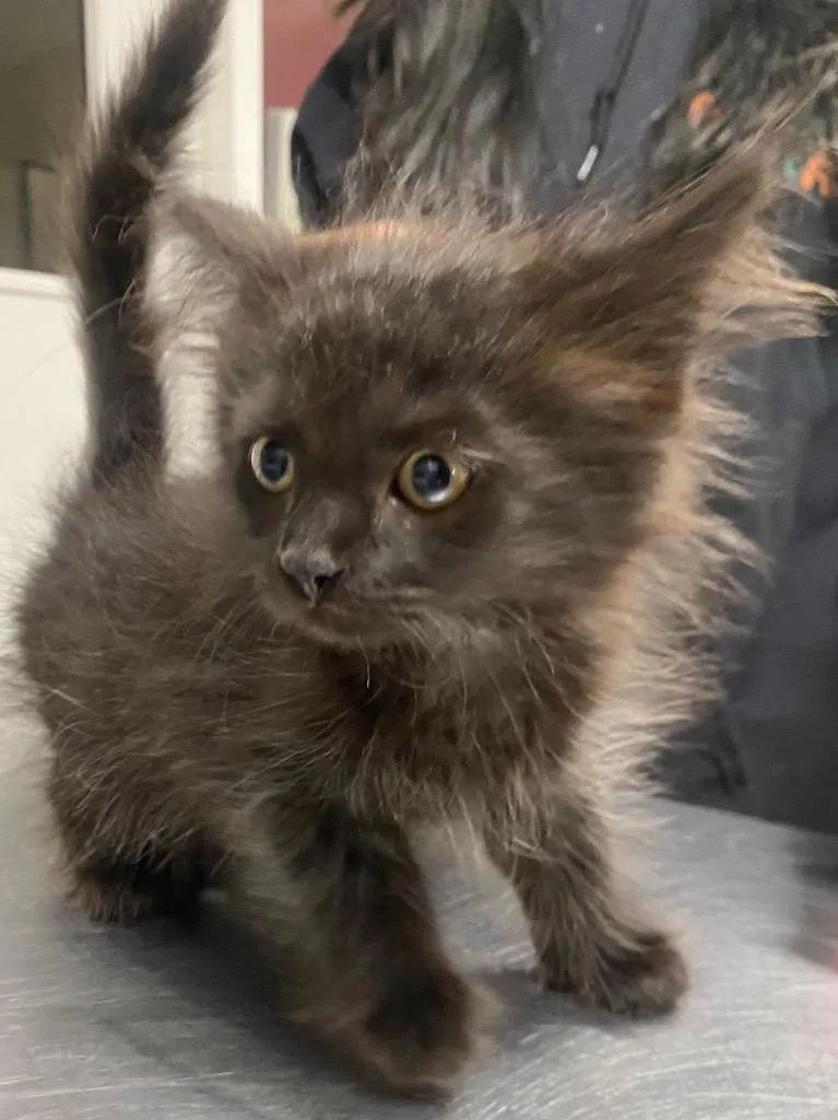 A baby medium-sized female Domestic Medium Hair cat named Bitsy for adoption in Fall River, MA