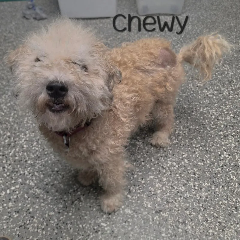 An adult small-sized male White / Cream Bichon Frise dog named Chewy for adoption in Dayton, OH