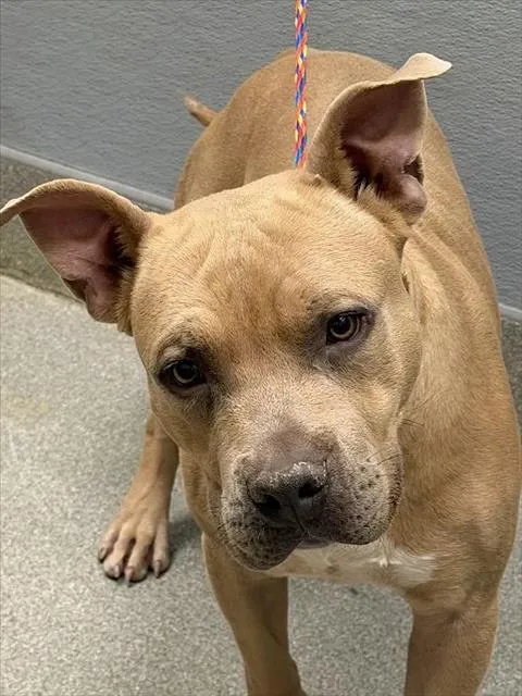 A young large-sized male Pit Bull Terrier dog named Butterfinger for adoption in Las Vegas, NV