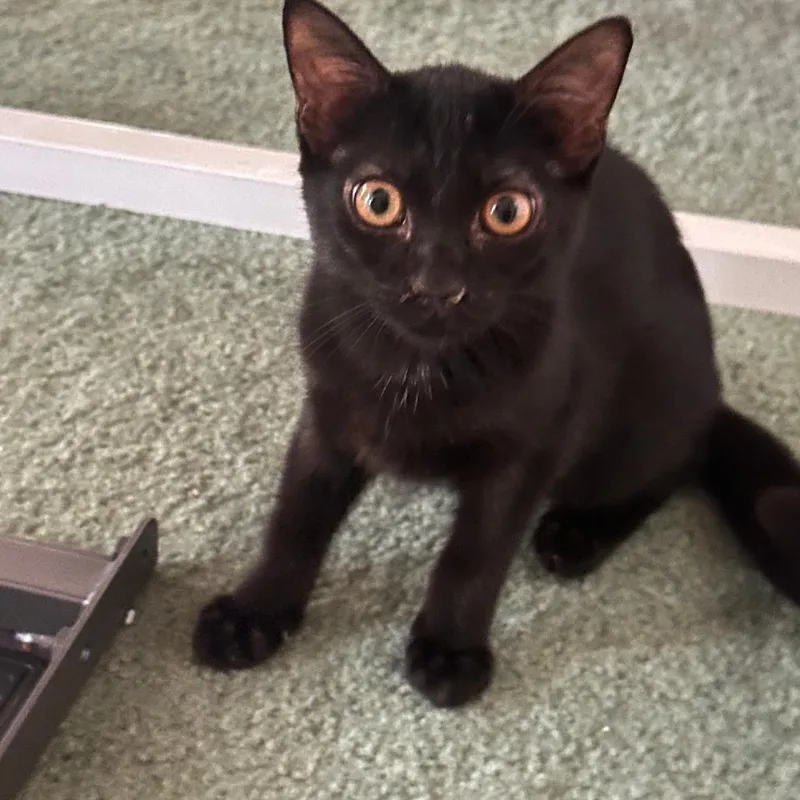 A baby small-sized female Black Domestic Short Hair cat named Juliette for adoption in Durham, NC