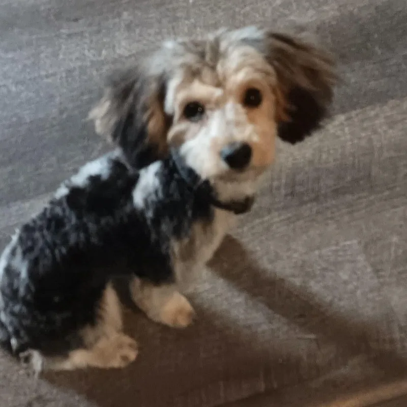 A baby small-sized female Yorkshire Terrier dog named Muppet for adoption in Kentwood, MI