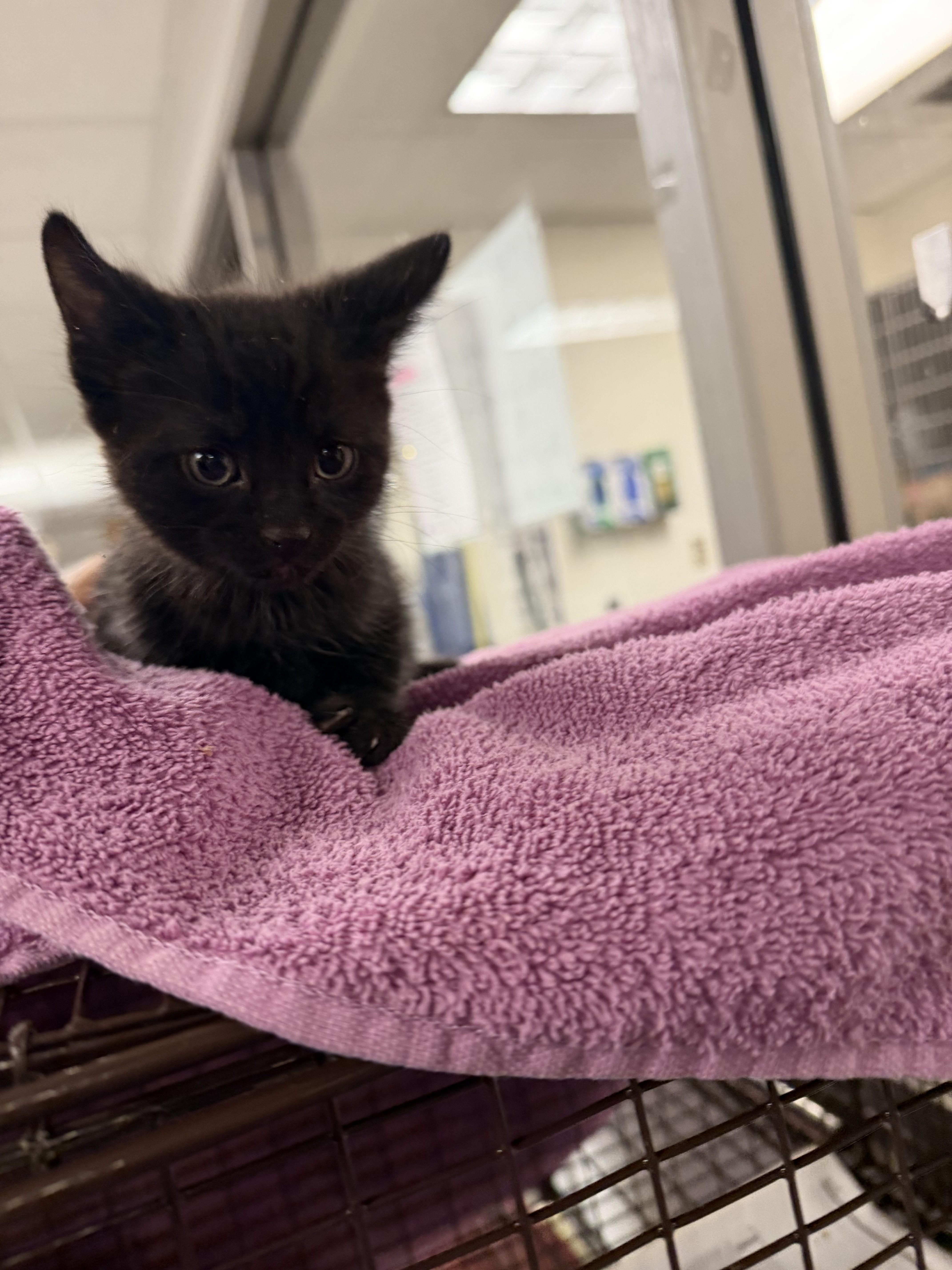 A baby small-sized male Domestic Short Hair cat named Rudy for adoption in Van Nuys, CA
