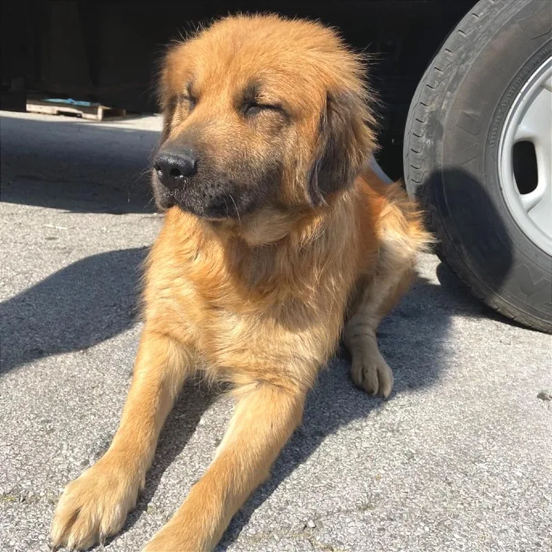 An adult large-sized female Red / Chestnut / Orange Mixed Breed dog named Duchess for adoption in Chattanooga, TN