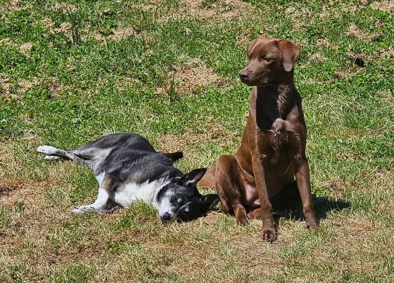 An adult medium-sized female Brown / Chocolate Labrador Retriever dog named Sugar for adoption in Elkton, MD