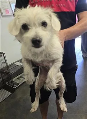 An adult small-sized female Terrier dog named Wendy for adoption in Los Angeles, CA