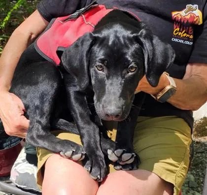 A baby medium-sized female Retriever dog named Home Skillet for adoption in Blue Ridge, GA