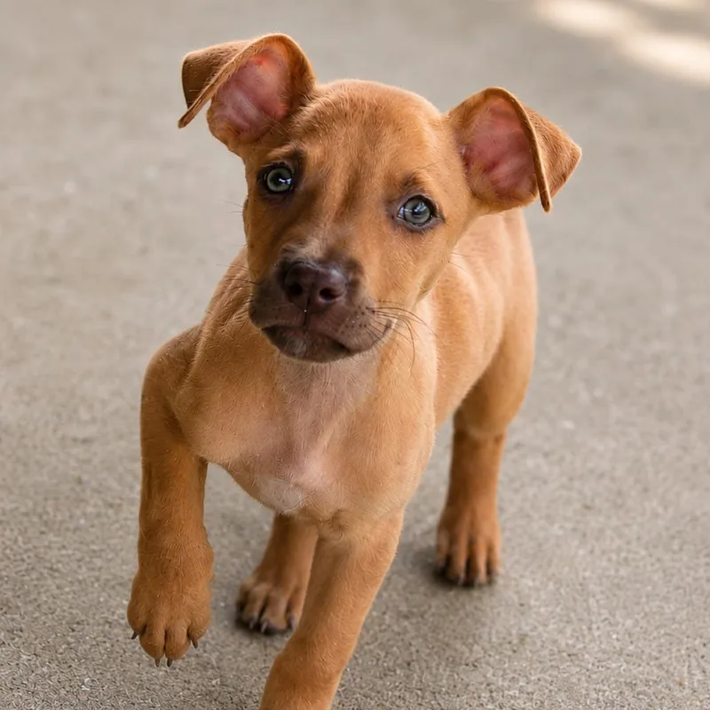 A baby small-sized female Brown / Chocolate Terrier dog named Breeze for adoption in Boerne, TX