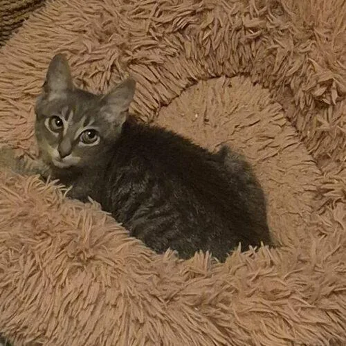 A baby small-sized male Tabby (Gray / Blue / Silver) Domestic Short Hair cat named Nugget for adoption in Tampa, FL