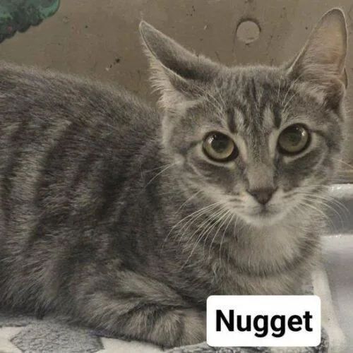Nugget thumbnail 2