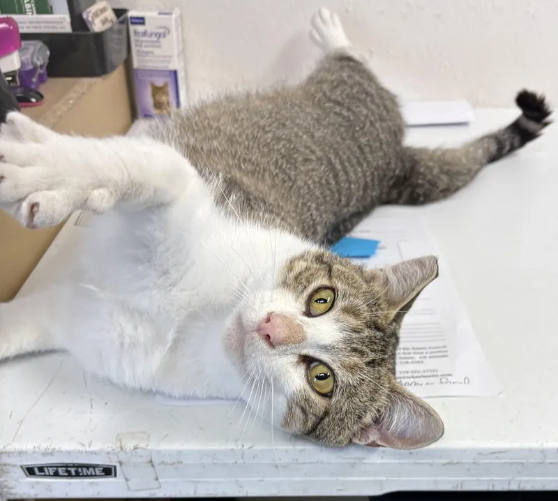 An adult large-sized male Tabby (Brown / Chocolate) Domestic Short Hair cat named Andres for adoption in Charles City, IA