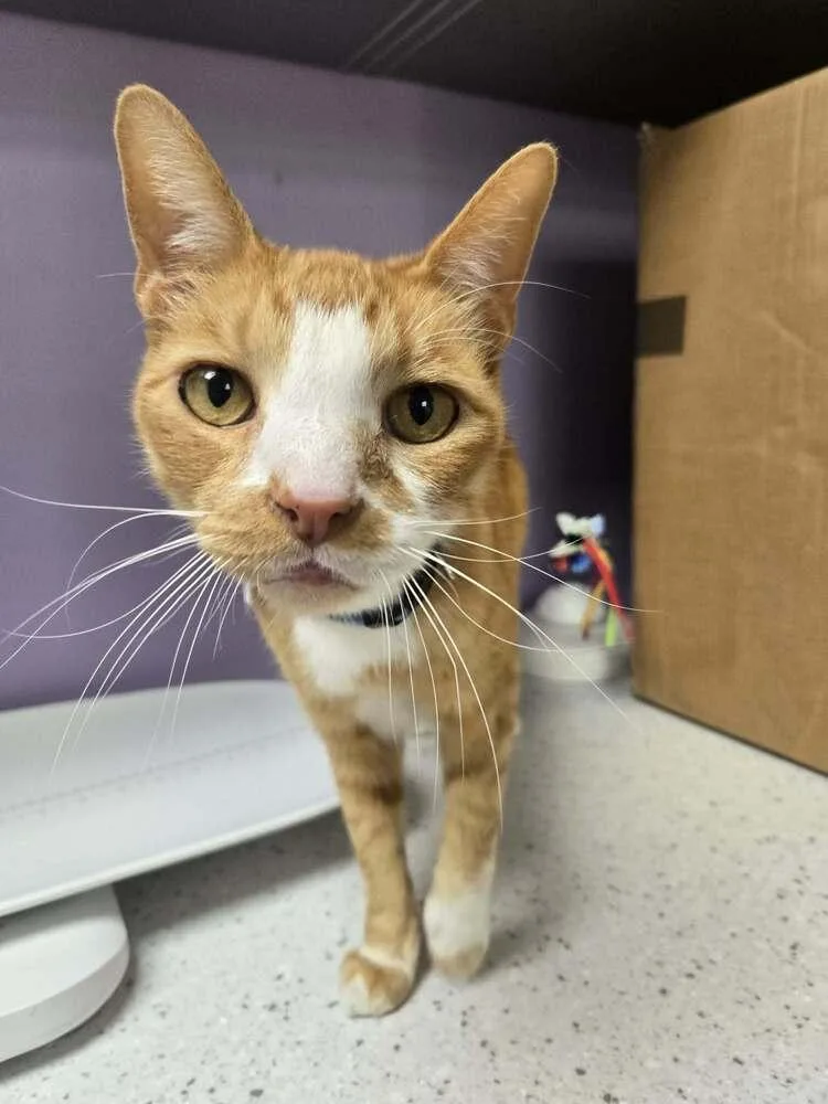 A young medium-sized male Orange & White Domestic Short Hair cat named Benson Boone for adoption in tucson, AZ