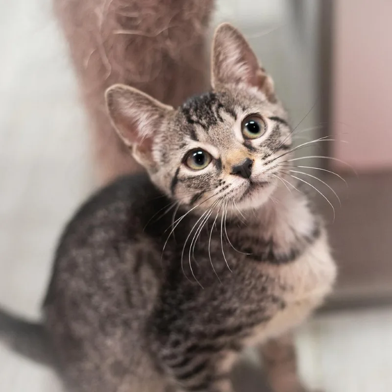 A baby small-sized female Brown / Chocolate Domestic Short Hair cat named Rumor for adoption in Ponte Vedra, FL