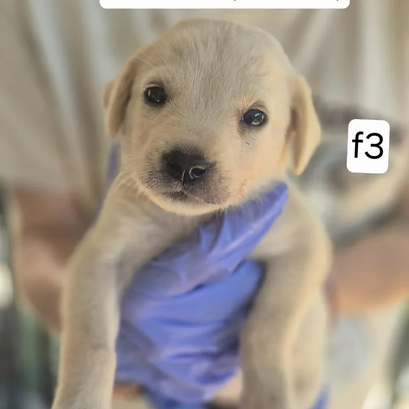 A baby small-sized female Yellow / Tan / Blond / Fawn Yellow Labrador Retriever dog named Banana for adoption in Dover, AR