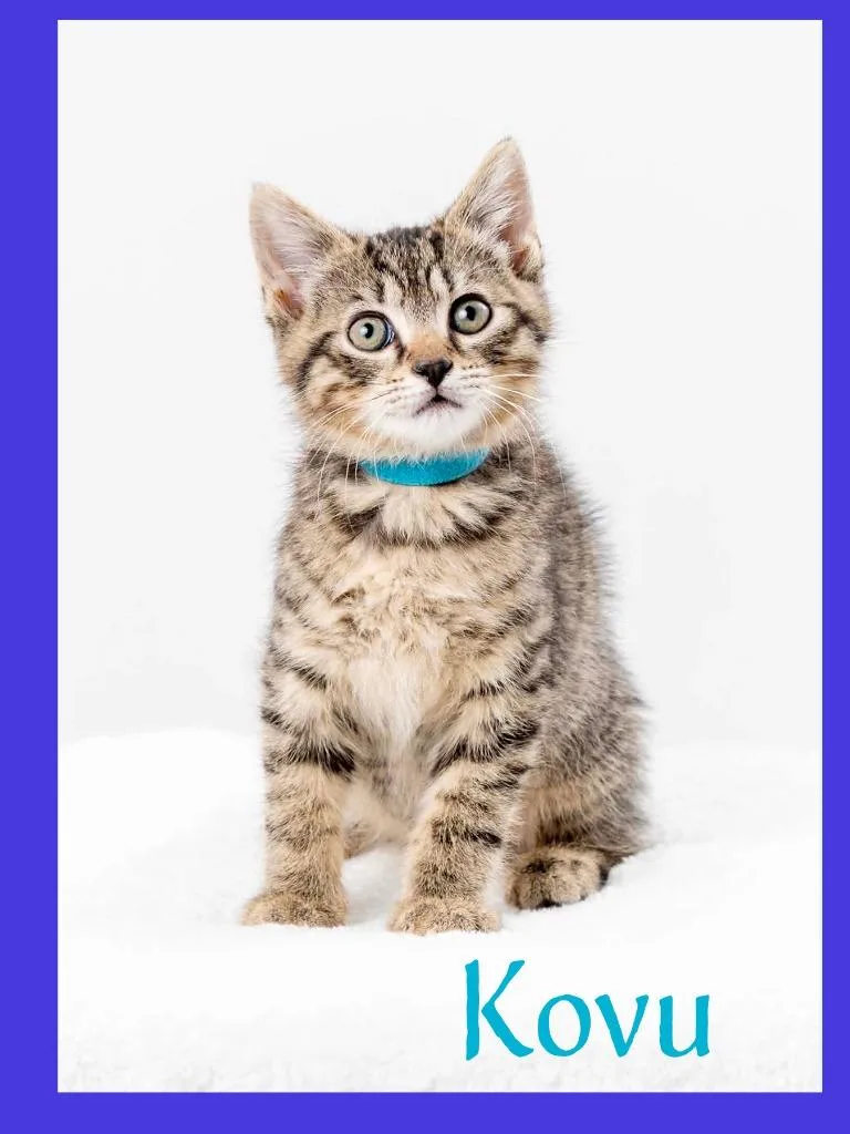A baby medium-sized male Domestic Short Hair cat named Kovu for adoption in Hoover , AL