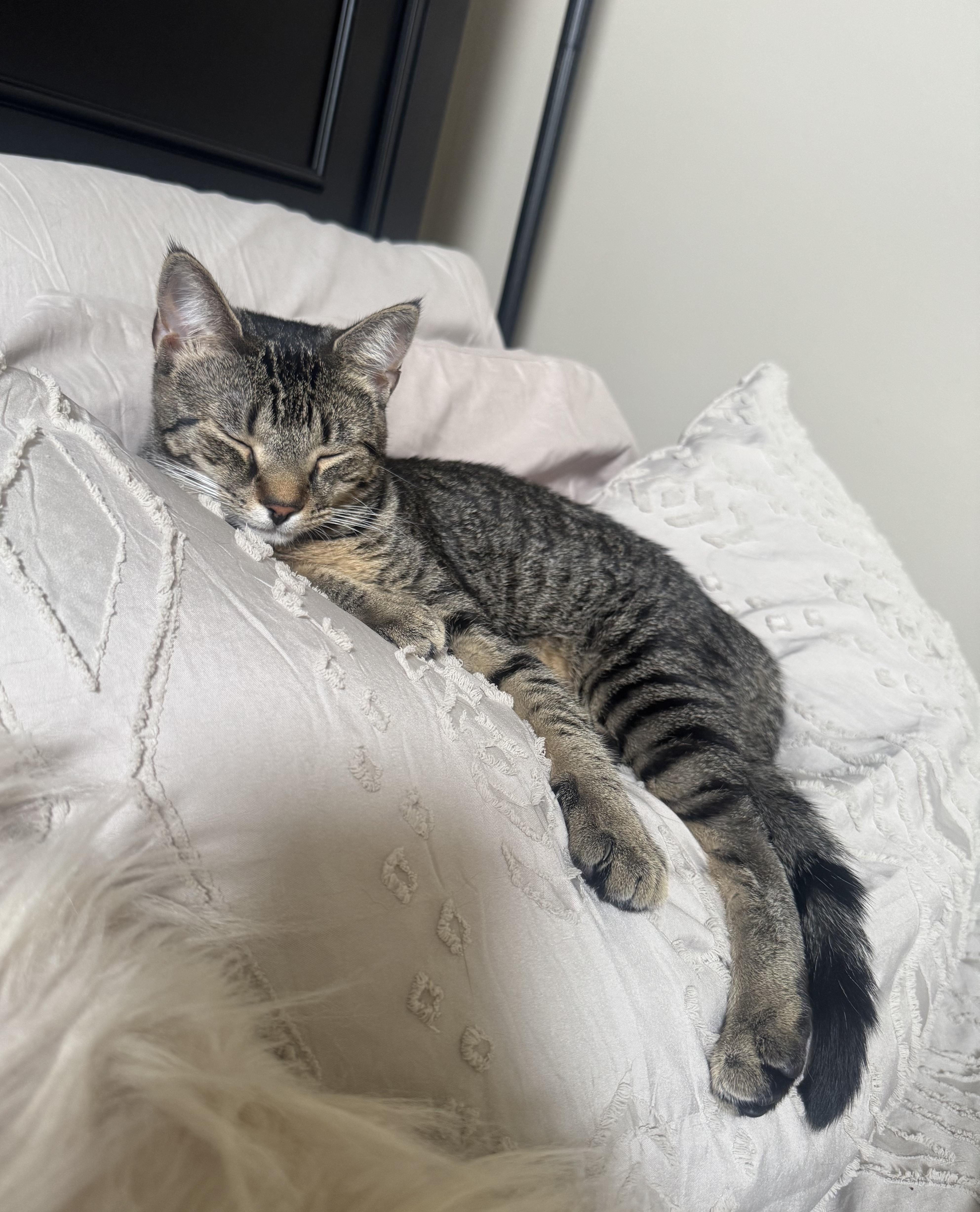 A baby small-sized female Domestic Short Hair cat named Mocha for adoption in Galloway, NJ