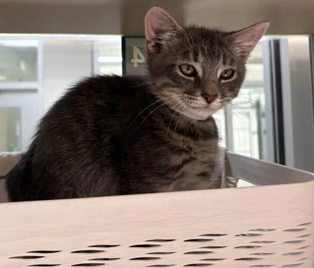 A baby small-sized male Domestic Short Hair cat named Little Rascal for adoption in Pueblo, CO