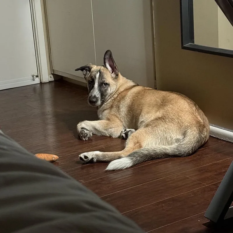 Blackjack thumbnail 2