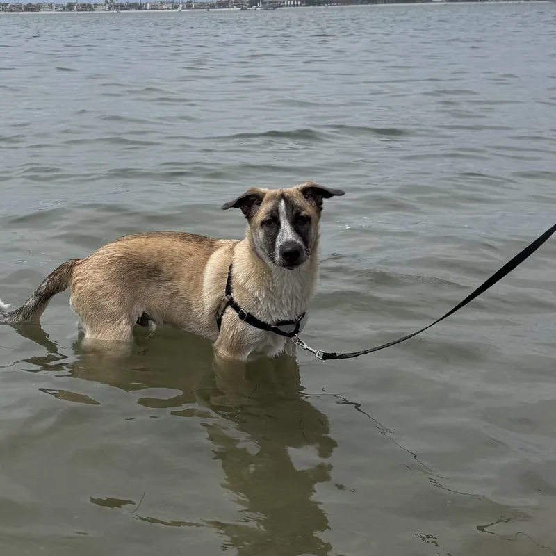 Blackjack thumbnail 3