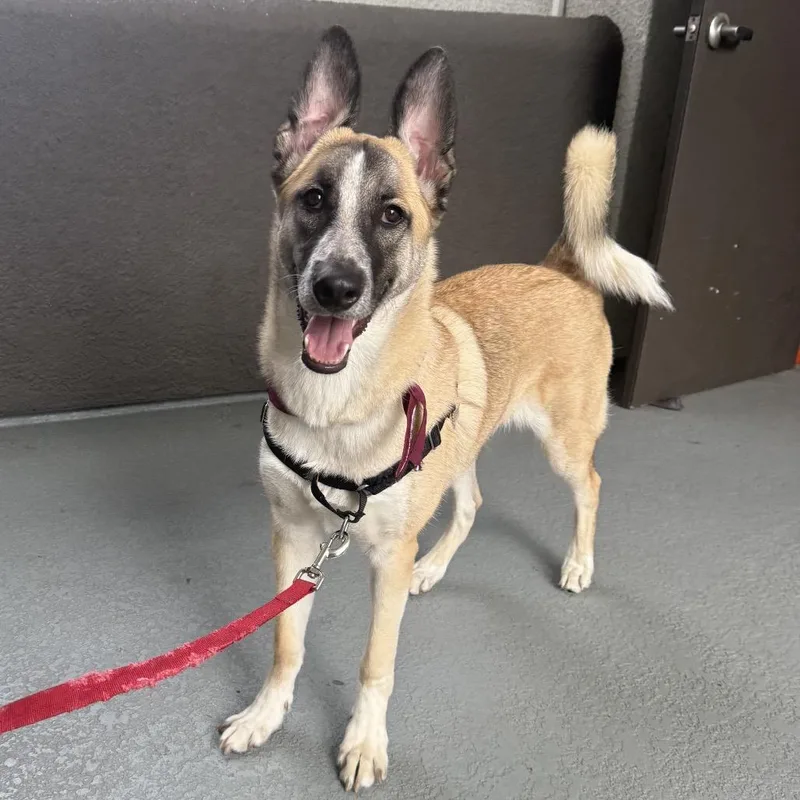 Blackjack thumbnail 4