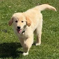 A young large-sized female Golden Retriever dog named Josie for adoption in Monticello, NY