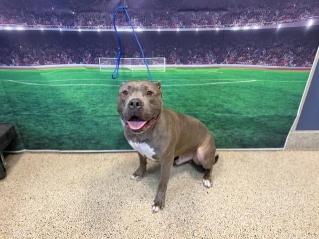 An adult large-sized male American Bulldog dog named Brut for adoption in Miami, FL