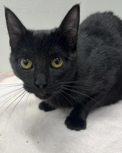 An adult small-sized female Domestic Short Hair cat named Luna for adoption in West Chester, PA