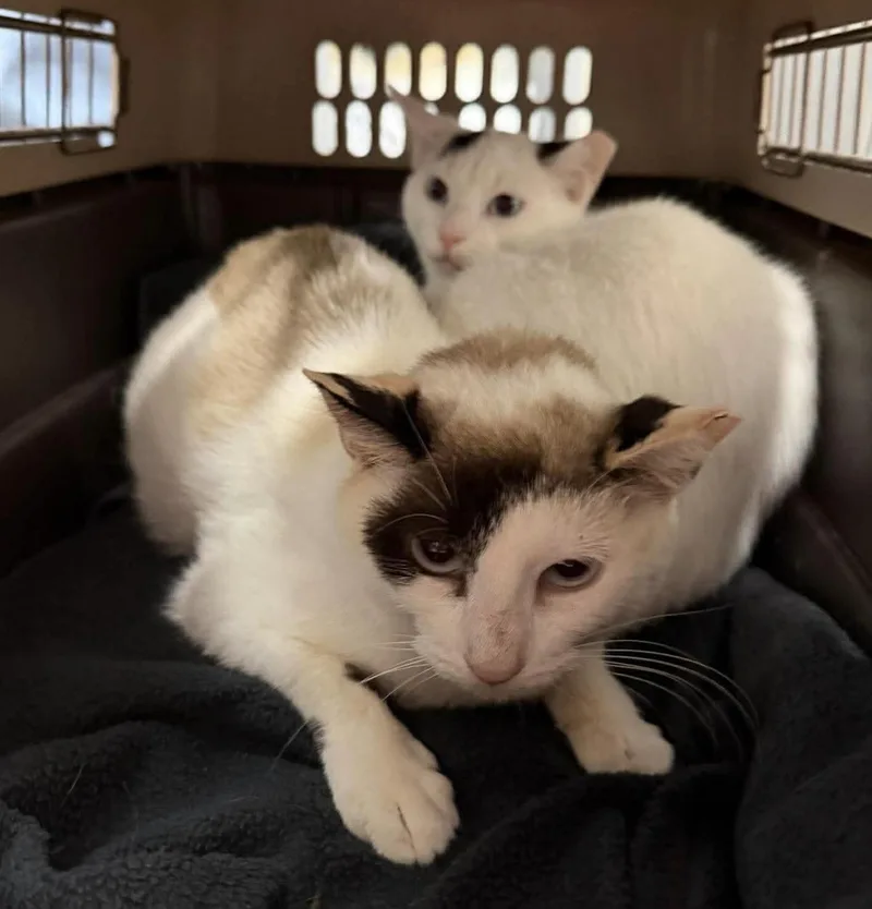 Tamaya & Tiberius thumbnail 2