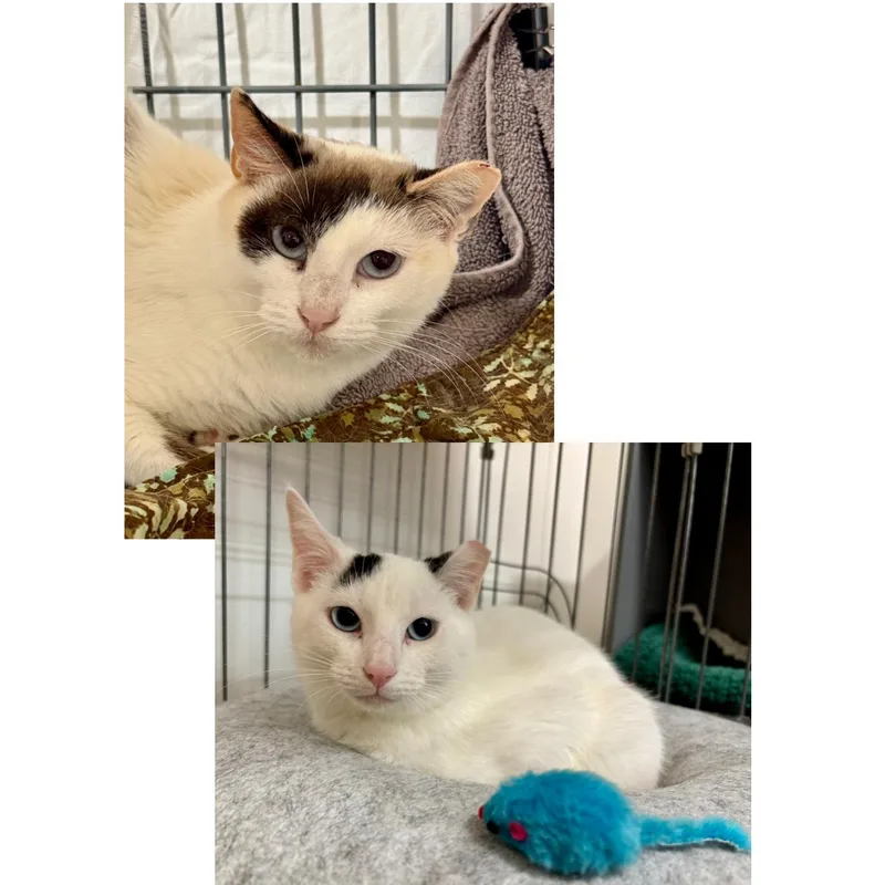 A baby medium-sized female White Domestic Short Hair cat named Tamaya & Tiberius for adoption in Palm Harbor, FL