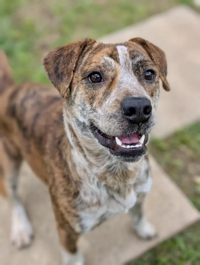 A young medium-sized male Brindle Pit Bull Terrier dog named Kylo for adoption in Fort Worth, TX