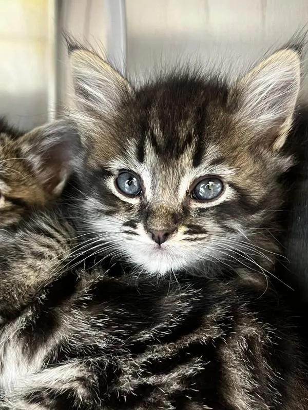 A baby small-sized male Domestic Short Hair cat named Gravy for adoption in Healdsburg, CA