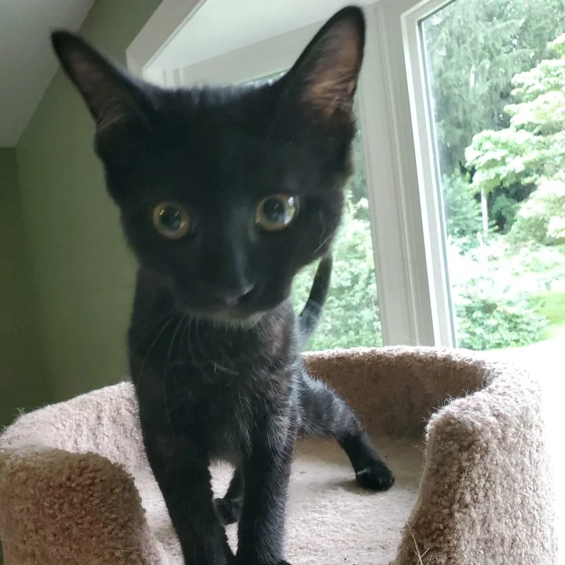 A young medium-sized female Black Domestic Short Hair cat named Pearl for adoption in Landenberg, PA