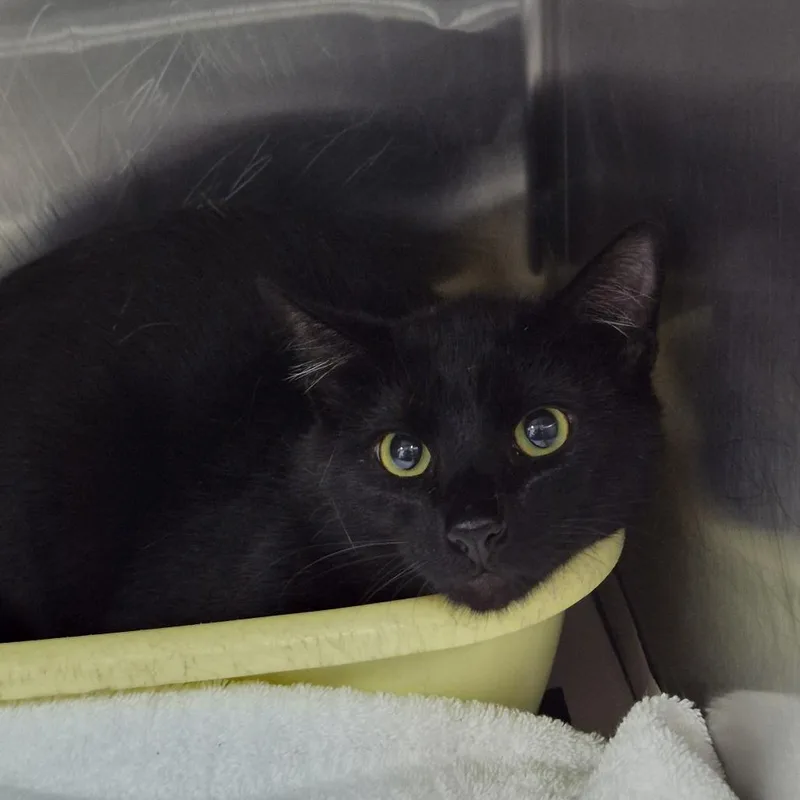An adult large-sized male Black Domestic Short Hair cat named Robbie for adoption in Ardmore, OK